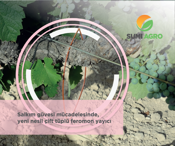 Isonet-LTT: Bağ Salkım G&uuml;vesi zararına karşı Feromon &Ccedil;&ouml;z&uuml;m&uuml;m&uuml;z