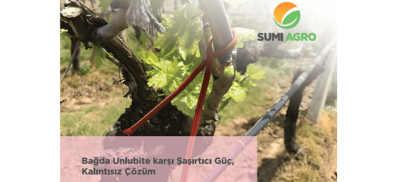 Bağda Unlu bit problemine karşı feromon &ccedil;&ouml;z&uuml;m ISOMEALY PF