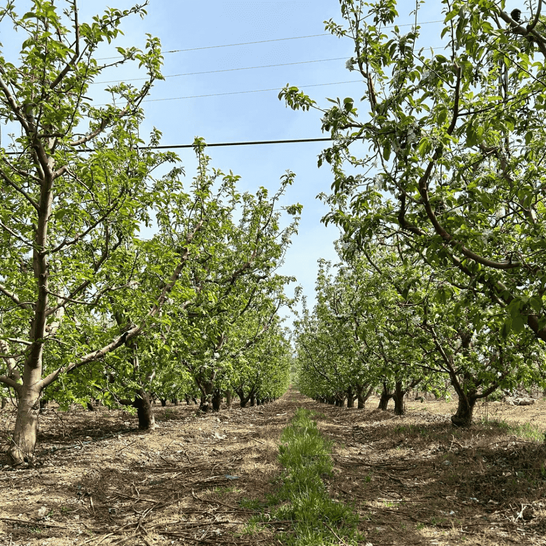 Isocod-C ile Biyoteknik M&uuml;cadele Sahada